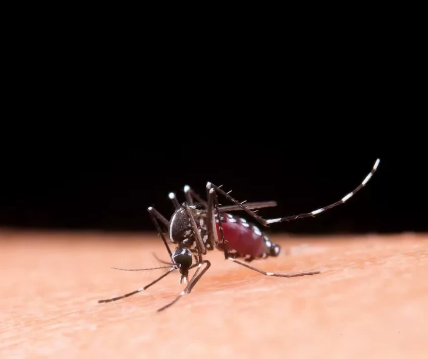 malaria