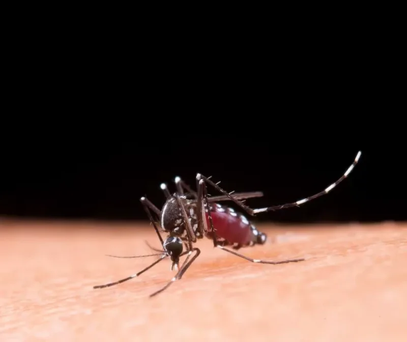 malaria